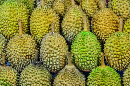 gallery/5. Durian